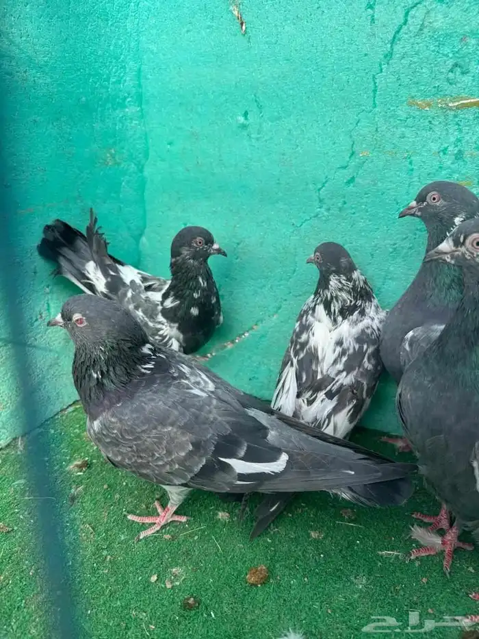 حمام باكستاني للبيع مشكل كواسير وسلاكيت 26