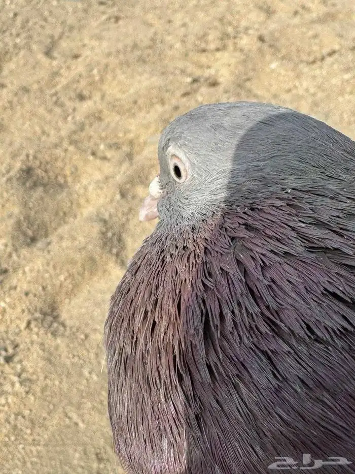 حمام باكستاني للبيع مشكل كواسير وسلاكيت 30