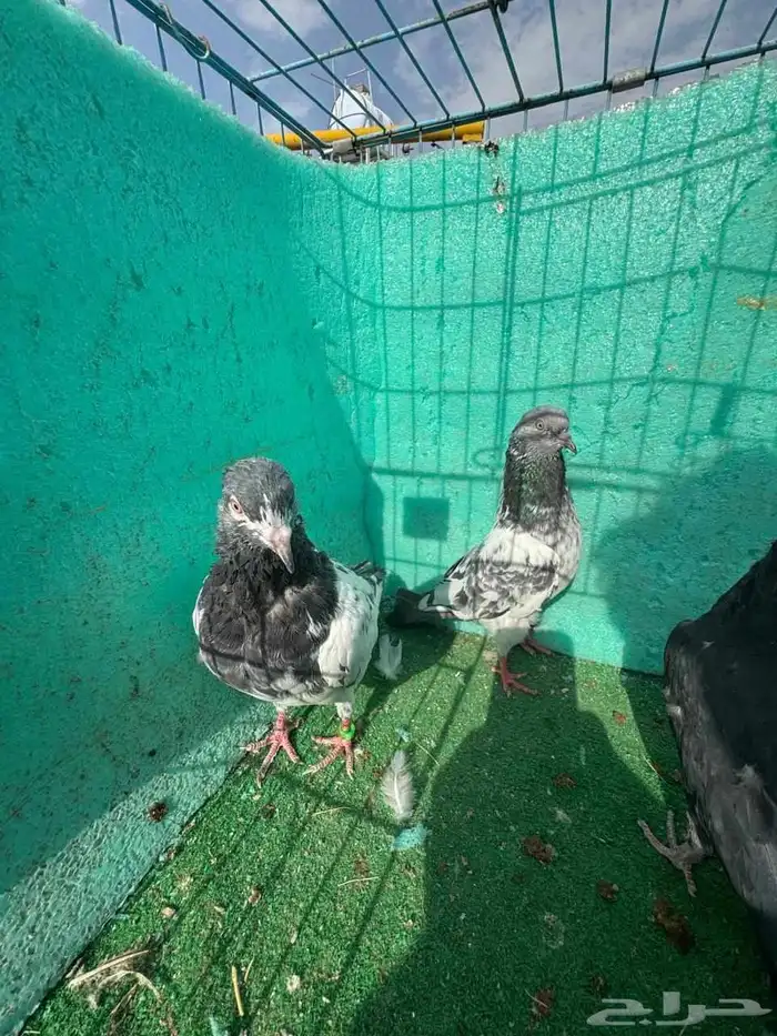 حمام باكستاني للبيع مشكل كواسير وسلاكيت 21