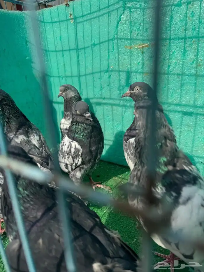 حمام باكستاني للبيع مشكل كواسير وسلاكيت 14