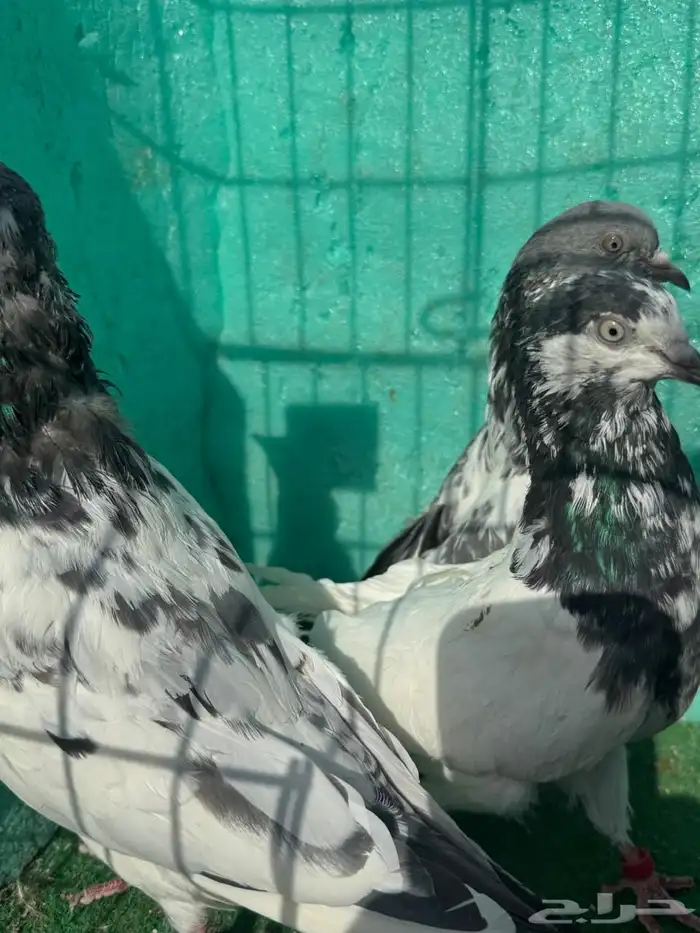 حمام باكستاني للبيع مشكل كواسير وسلاكيت 10