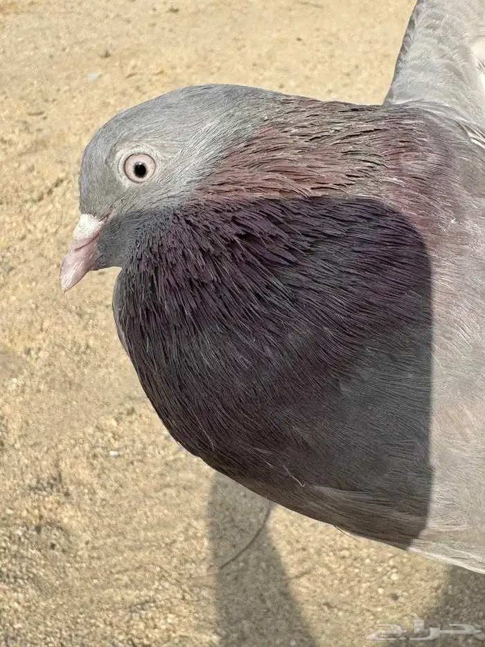 حمام باكستاني للبيع مشكل كواسير وسلاكيت 28