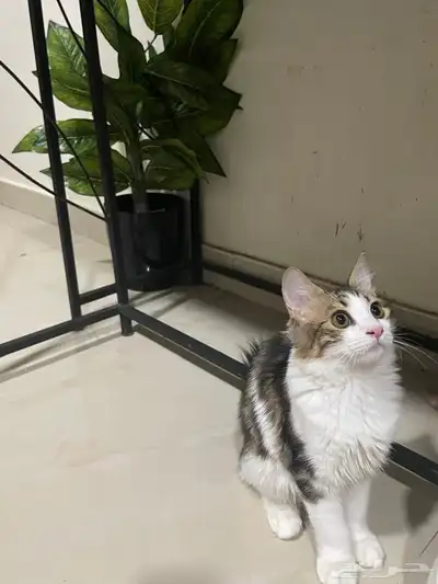 قطط 2