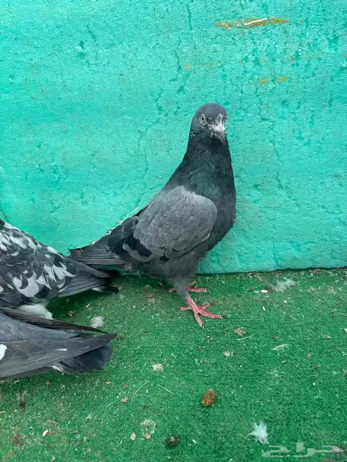 حمام باكستاني للبيع مشكل كواسير وسلاكيت 24