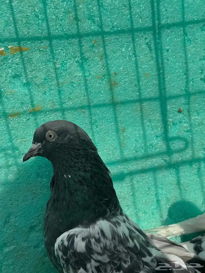 حمام باكستاني للبيع مشكل كواسير وسلاكيت 11