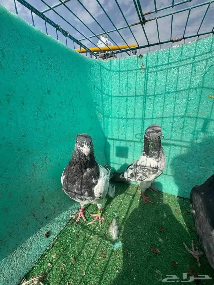 حمام باكستاني للبيع مشكل كواسير وسلاكيت 23