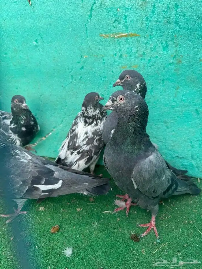 حمام باكستاني للبيع مشكل كواسير وسلاكيت 0