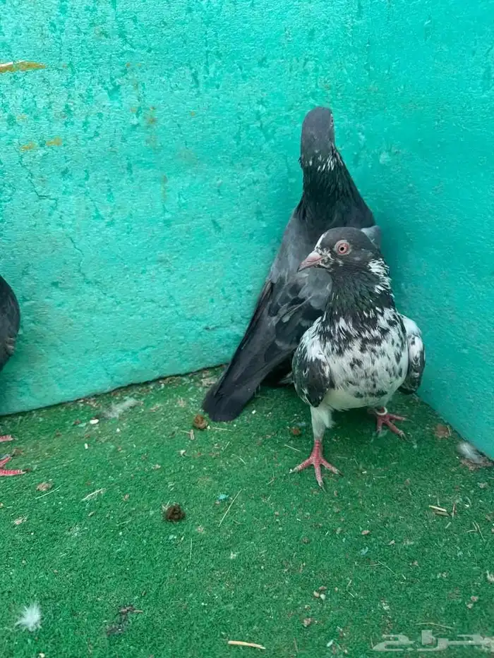 حمام باكستاني للبيع مشكل كواسير وسلاكيت 8