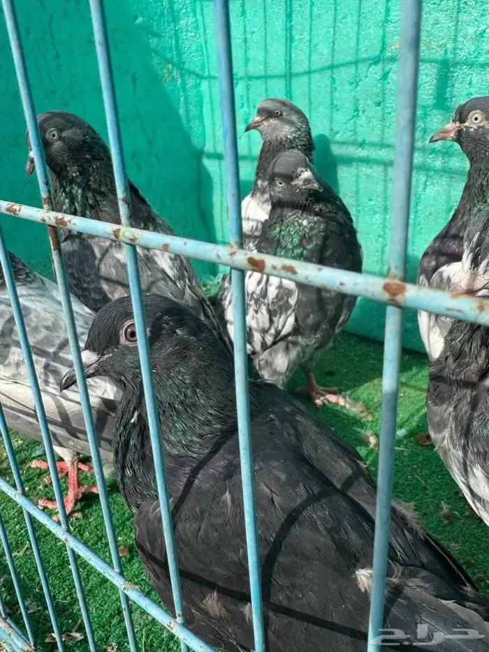 حمام باكستاني للبيع مشكل كواسير وسلاكيت 25