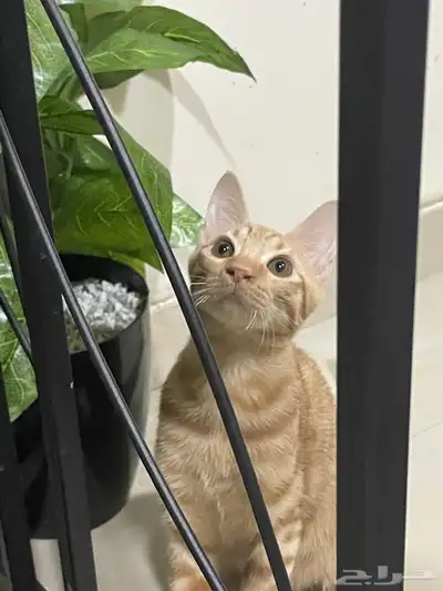 قطط 3