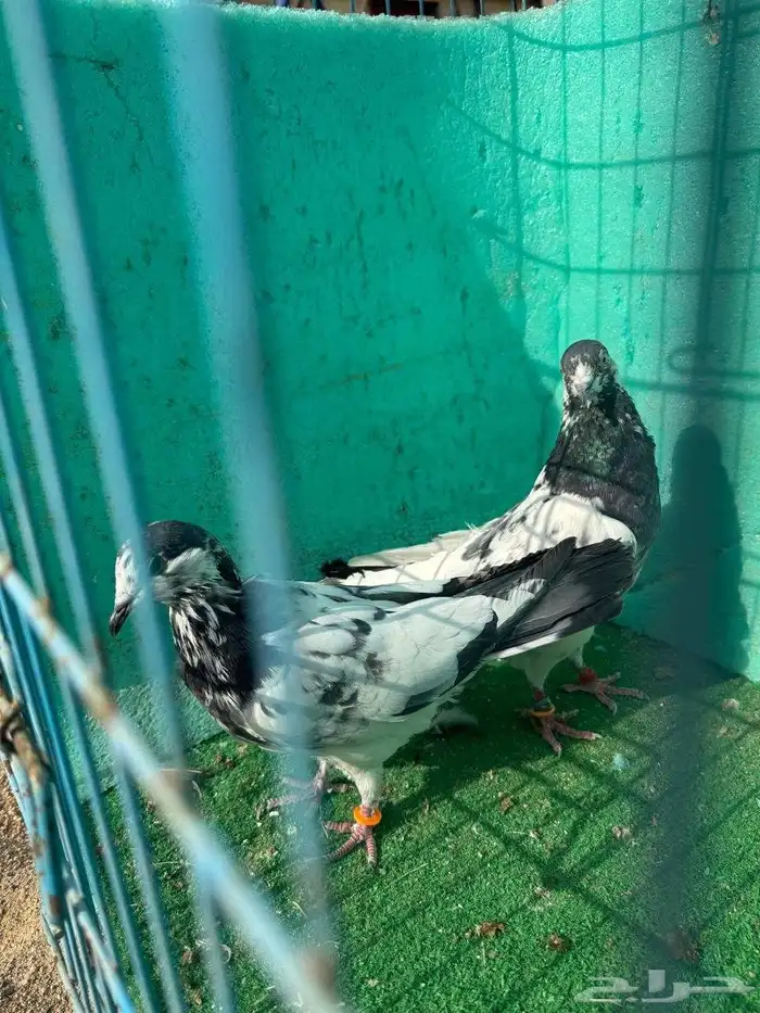 حمام باكستاني للبيع مشكل كواسير وسلاكيت 22