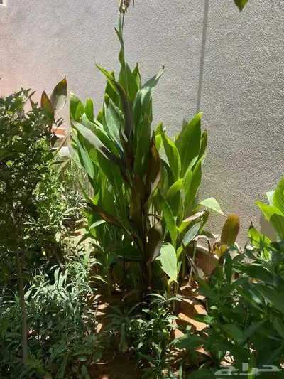 مزرع ابويوسف 2