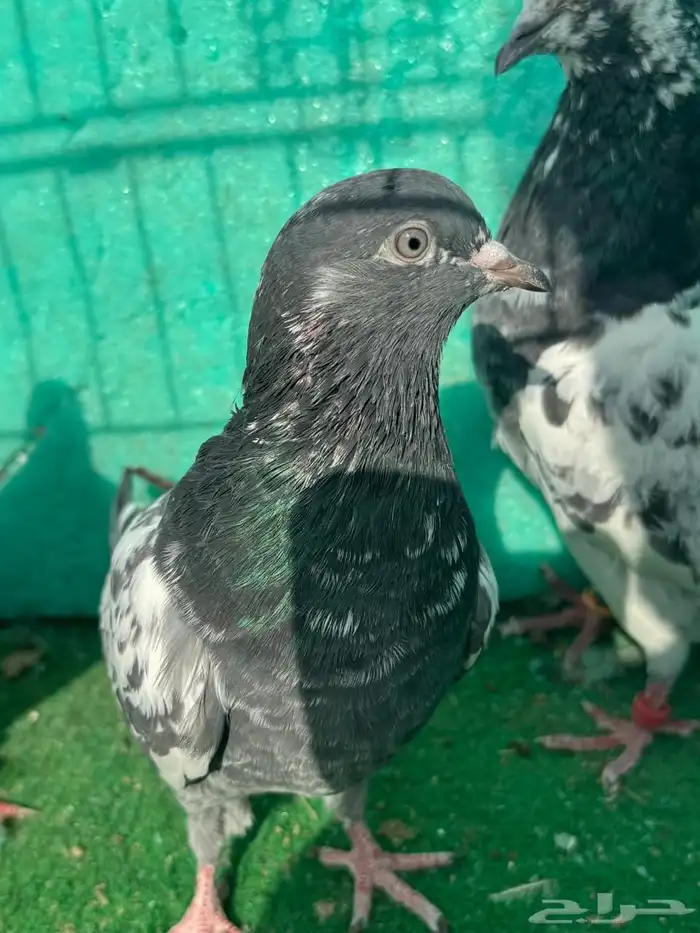 حمام باكستاني للبيع مشكل كواسير وسلاكيت 3