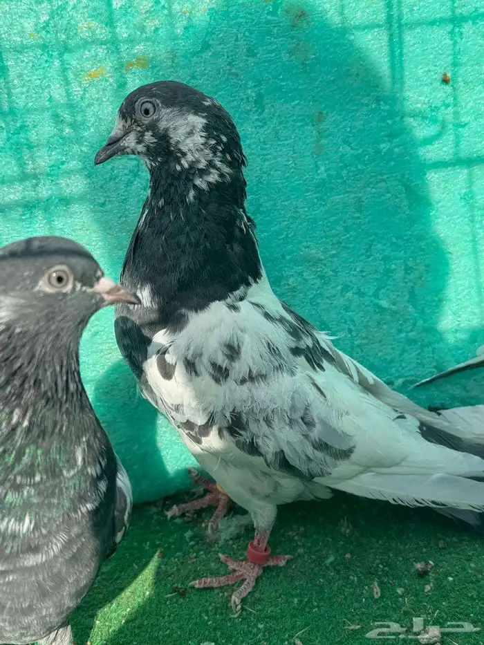 حمام باكستاني للبيع مشكل كواسير وسلاكيت 16