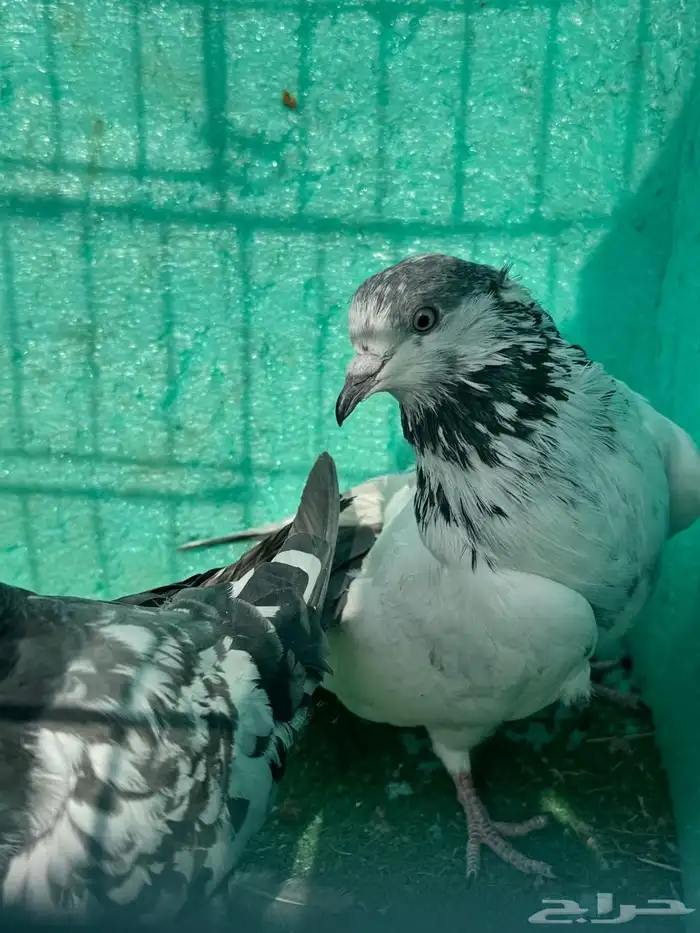 حمام باكستاني للبيع مشكل كواسير وسلاكيت 20