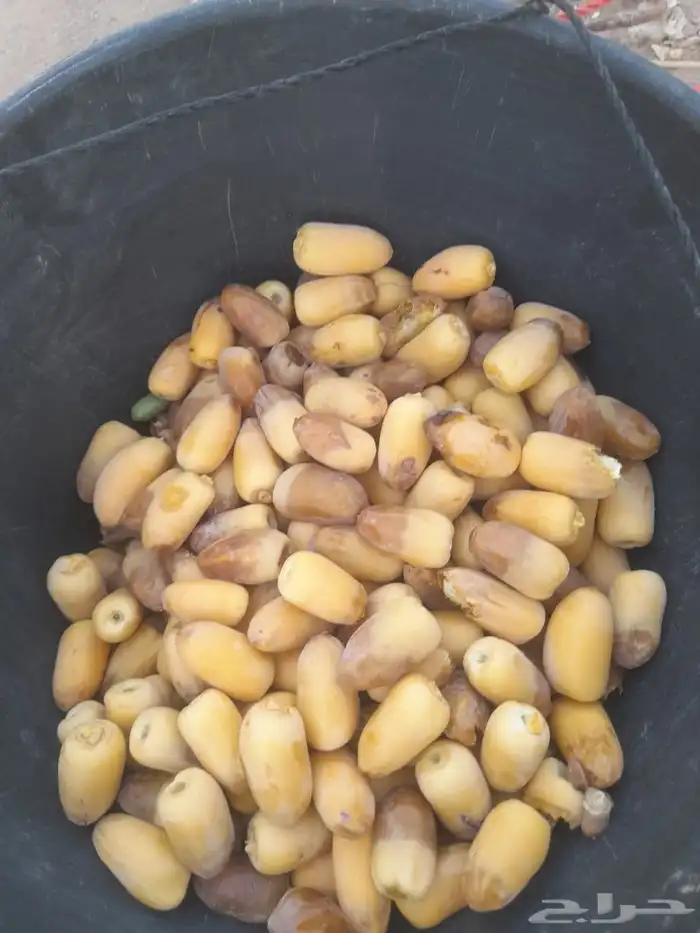 لجميع أعمال النخيل والواشنطني كما يوجد خرافين ذوخبره 0