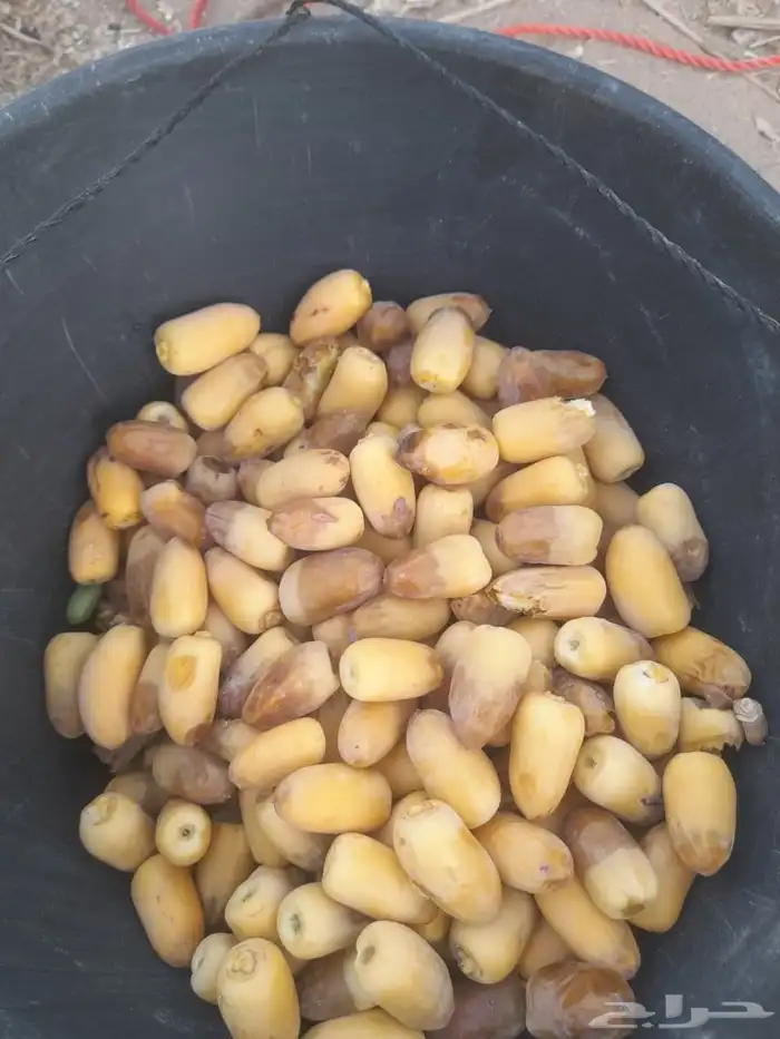 لجميع أعمال النخيل والواشنطني كما يوجد خرافين ذوخبره 1