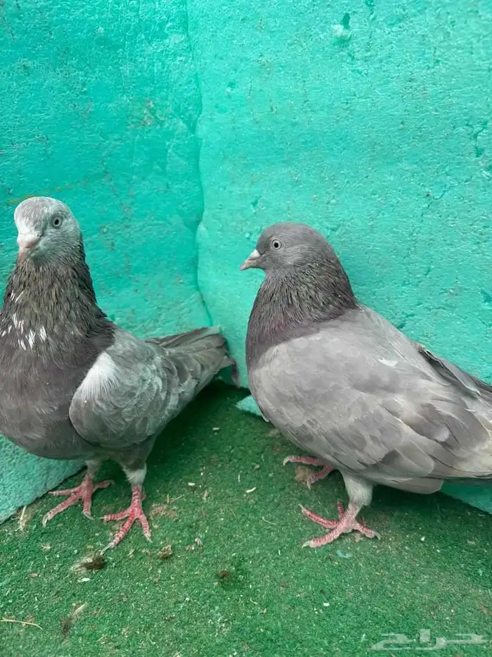 حمام باكستاني للبيع مشكل كواسير وسلاكيت 27