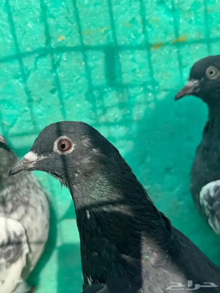 حمام باكستاني للبيع مشكل كواسير وسلاكيت 1