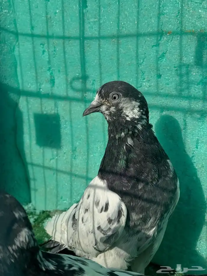 حمام باكستاني للبيع مشكل كواسير وسلاكيت 35