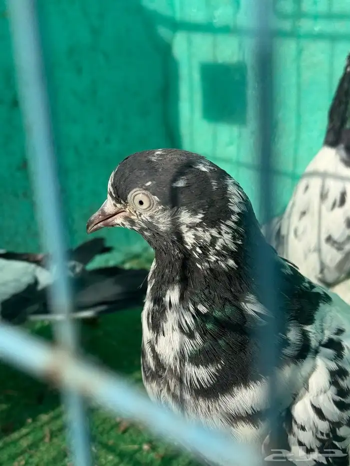 حمام باكستاني للبيع مشكل كواسير وسلاكيت 5