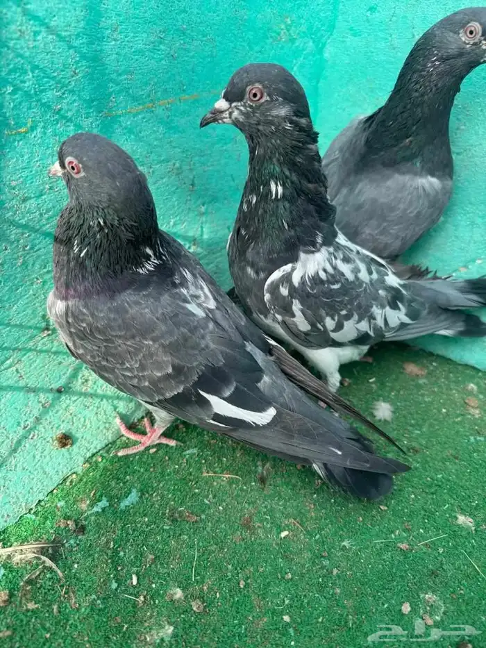 حمام باكستاني للبيع مشكل كواسير وسلاكيت 31