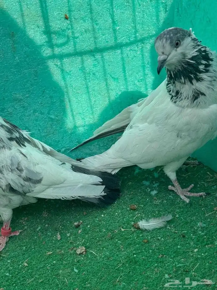 حمام باكستاني للبيع مشكل كواسير وسلاكيت 6