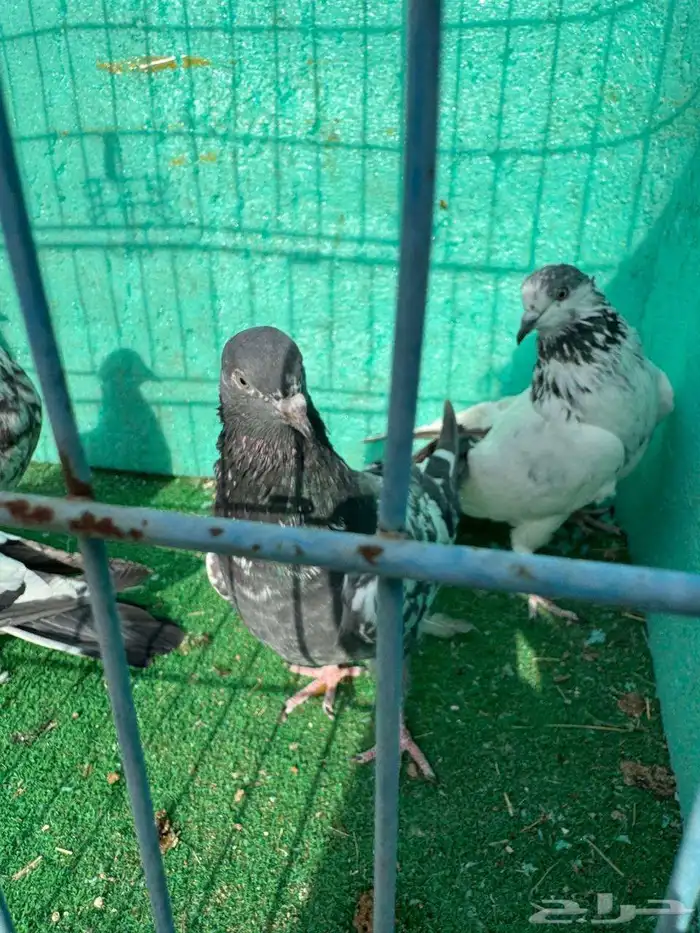 حمام باكستاني للبيع مشكل كواسير وسلاكيت 34