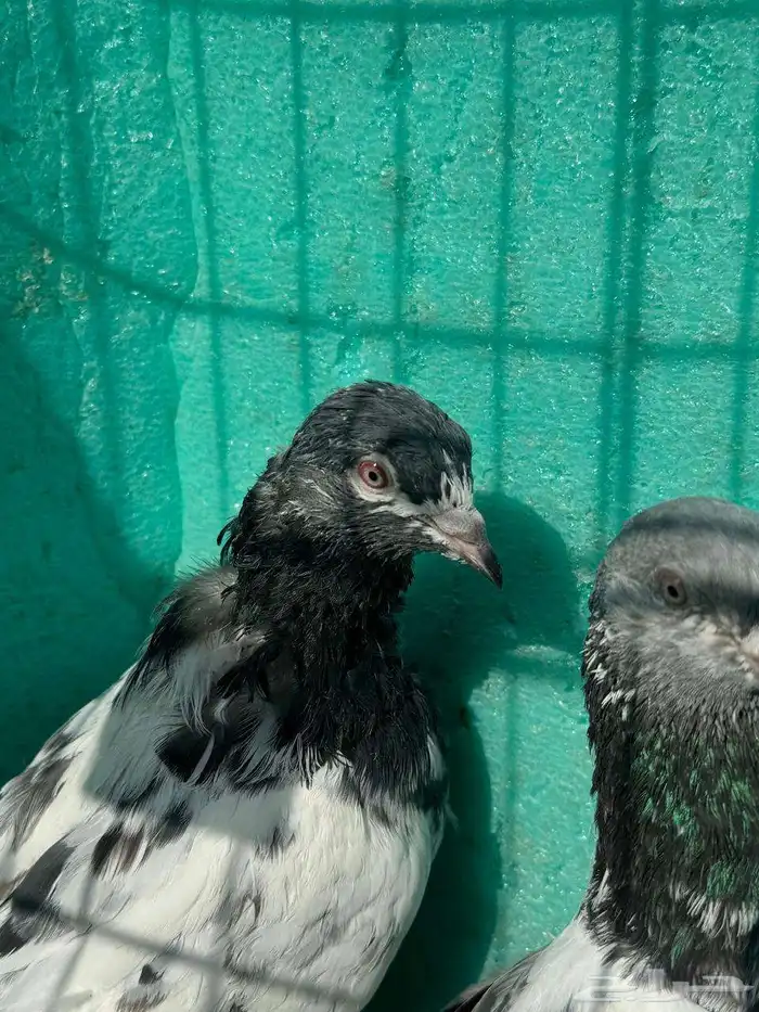 حمام باكستاني للبيع مشكل كواسير وسلاكيت 7