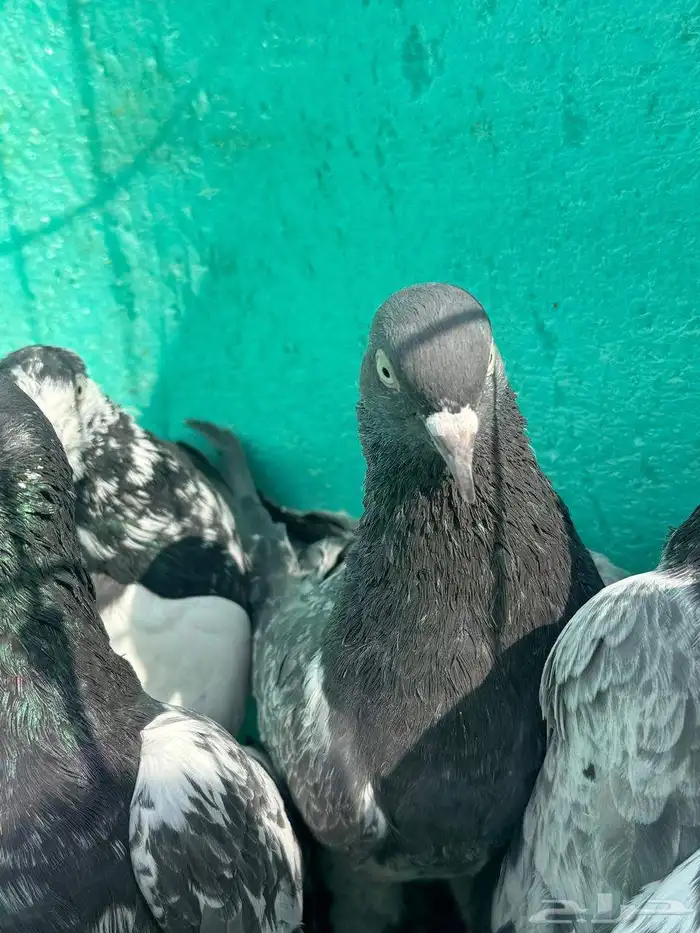 حمام باكستاني للبيع مشكل كواسير وسلاكيت 29