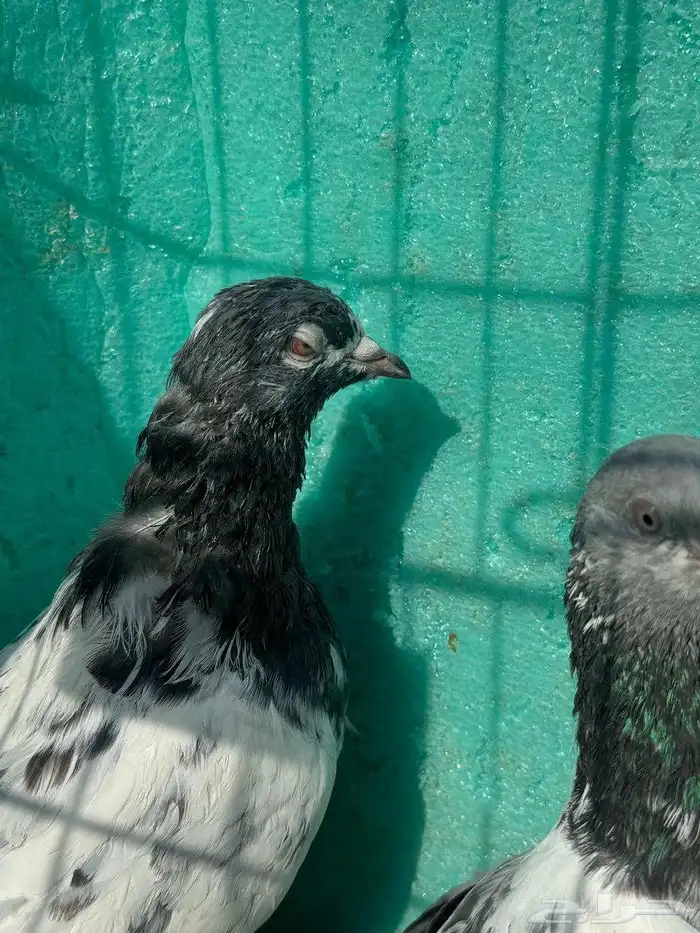 حمام باكستاني للبيع مشكل كواسير وسلاكيت 12