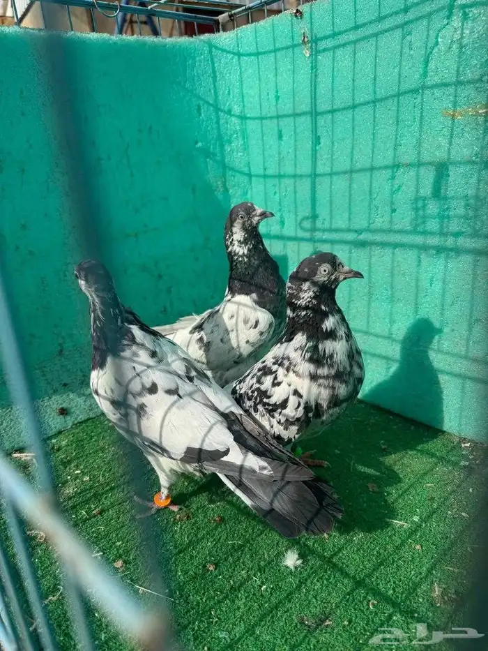 حمام باكستاني للبيع مشكل كواسير وسلاكيت 13