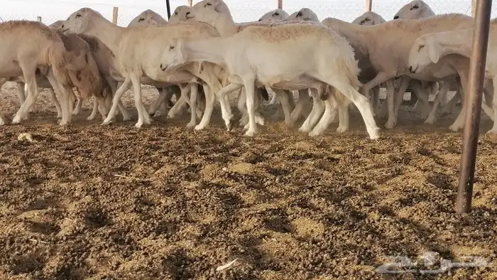 حريات حرش دفيع ومضاريع 2