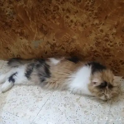 قطط للتبني سكوتش ستريت وشيرازي 3