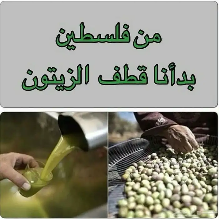زيت زيتون فلسطيني عالي الجودة بكر بعل فاخر جدا 3