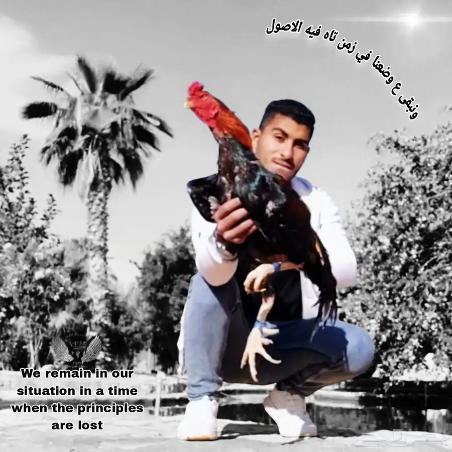 دجاج شامو الماني 0