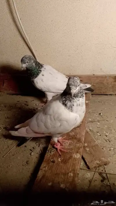 حمام تيدي للبيع 2