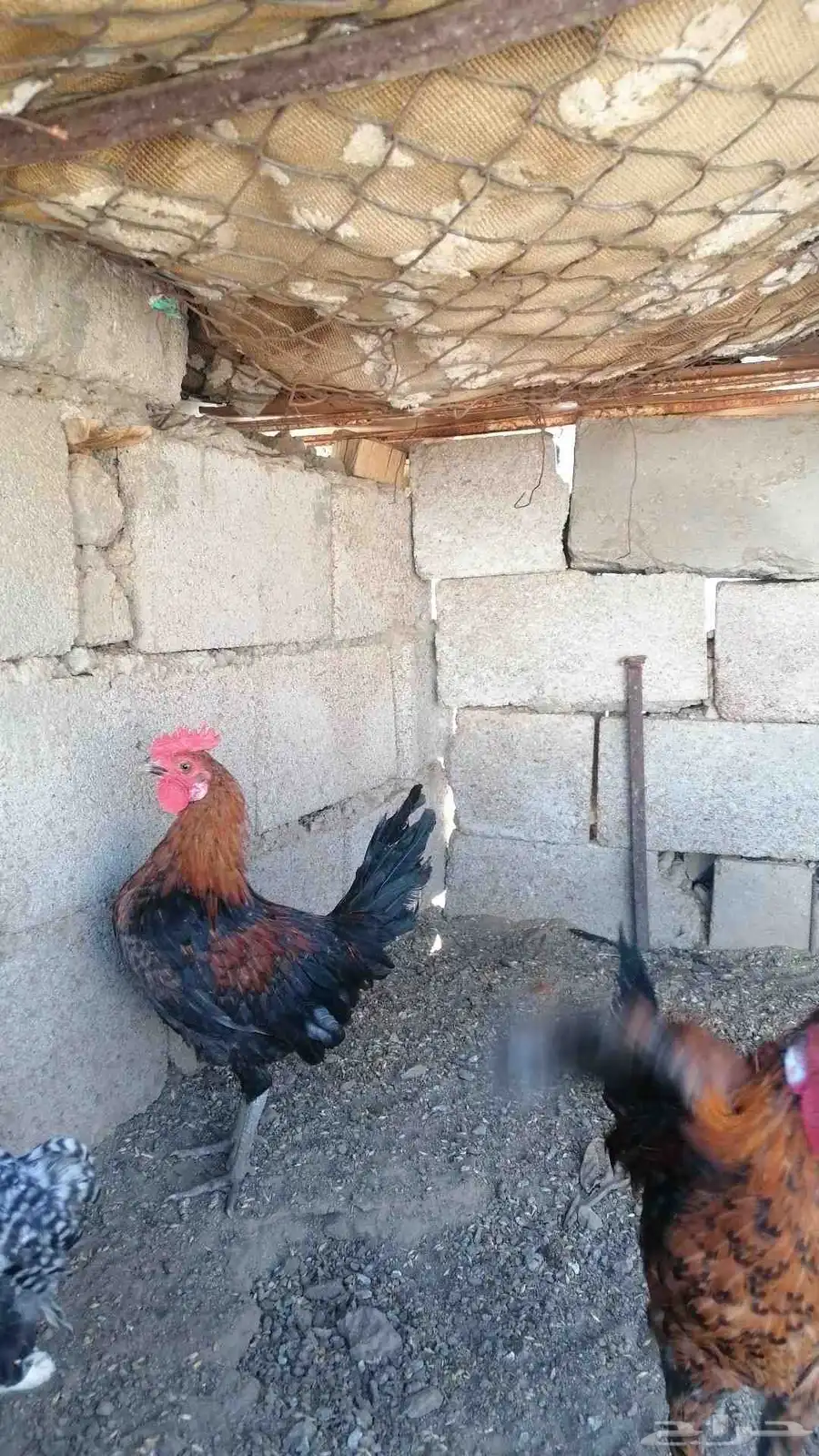 خمس ديوك. العمر 5 شهور. ب 18 ريال الواحد 0