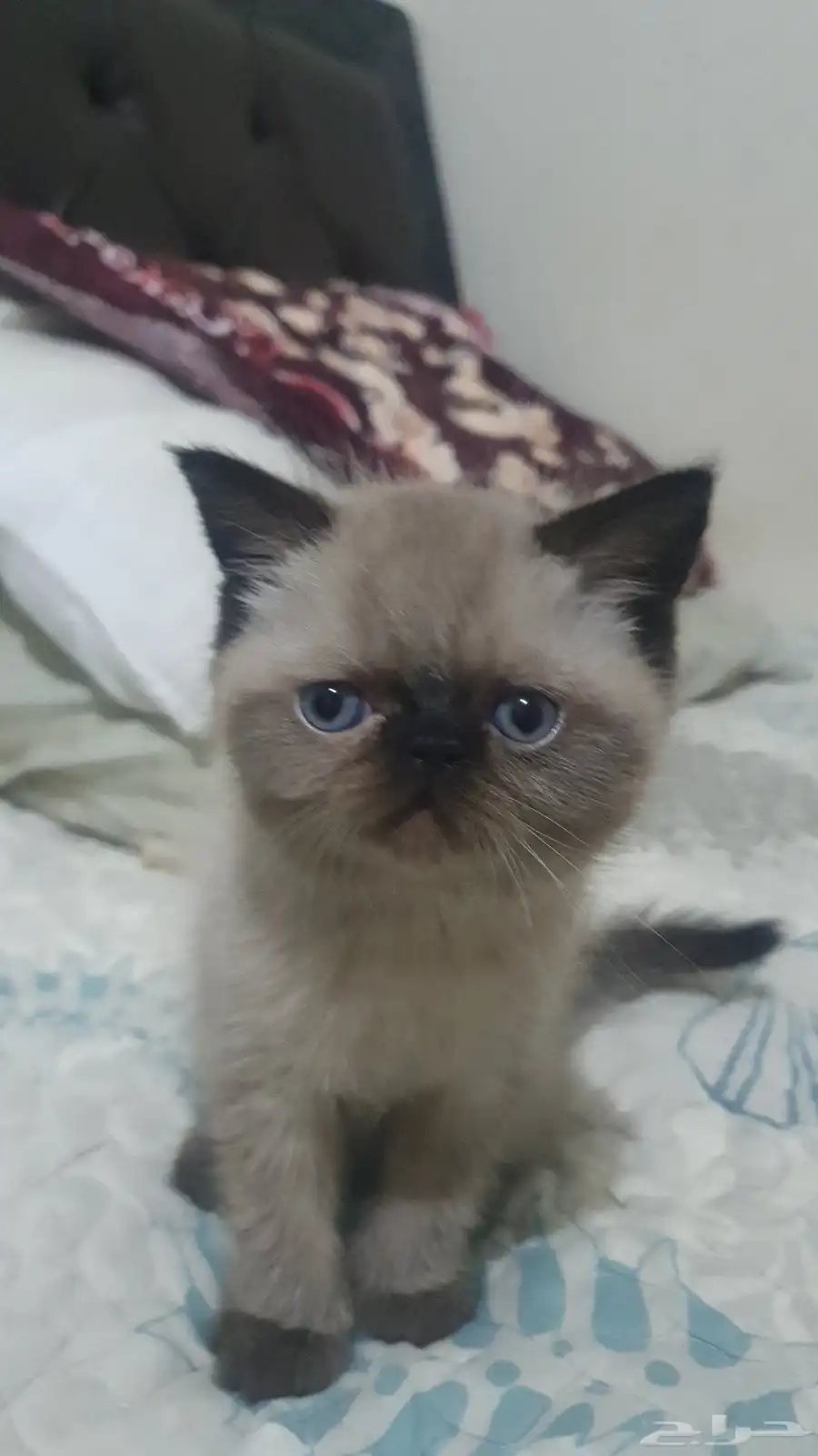 قطط هملايا وسيامي صغيره 3