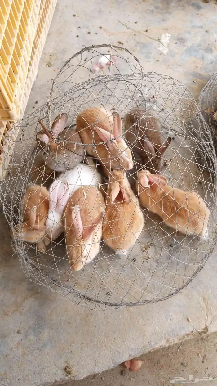 بيع ارانب البيع سمح 0