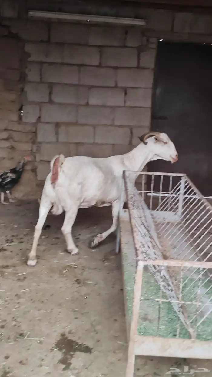 عنز برصاء صنف 0