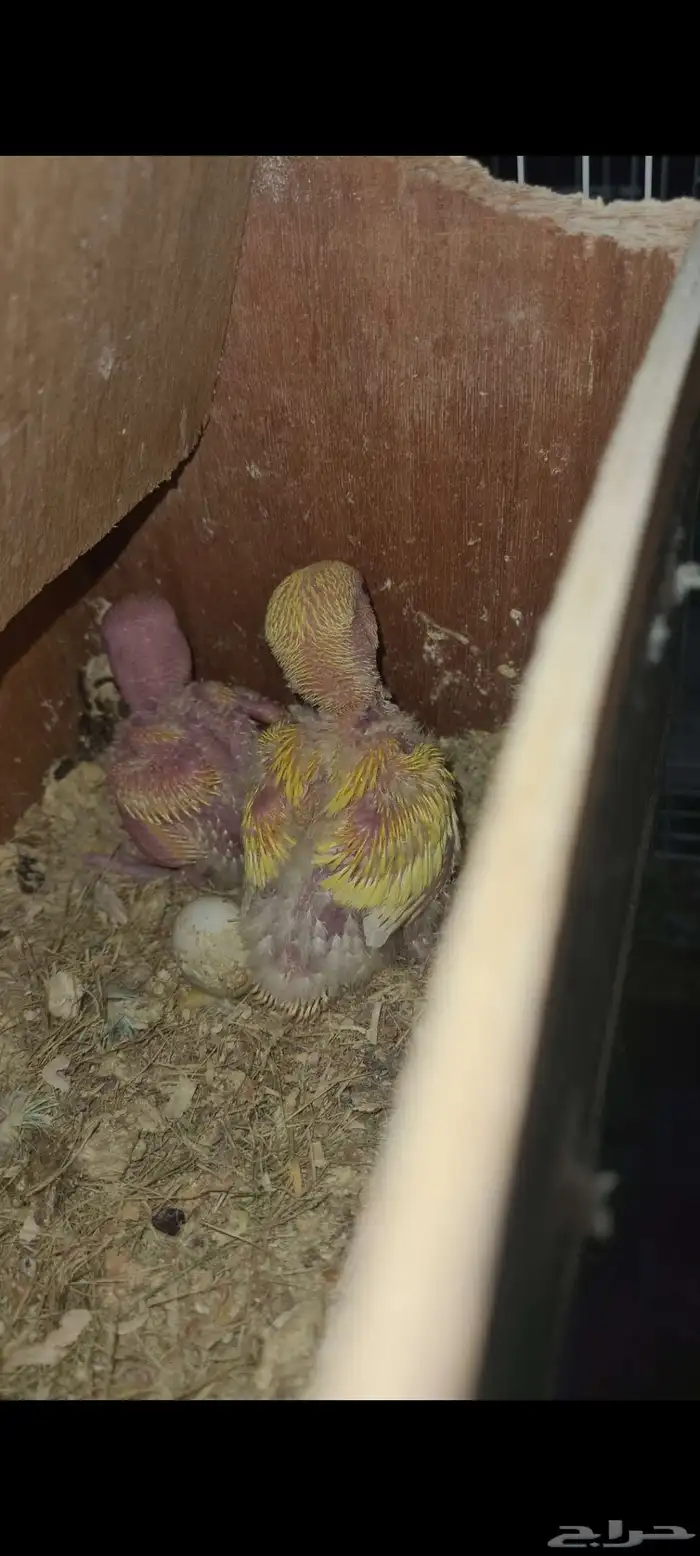 فروخ روز وفيشر 2