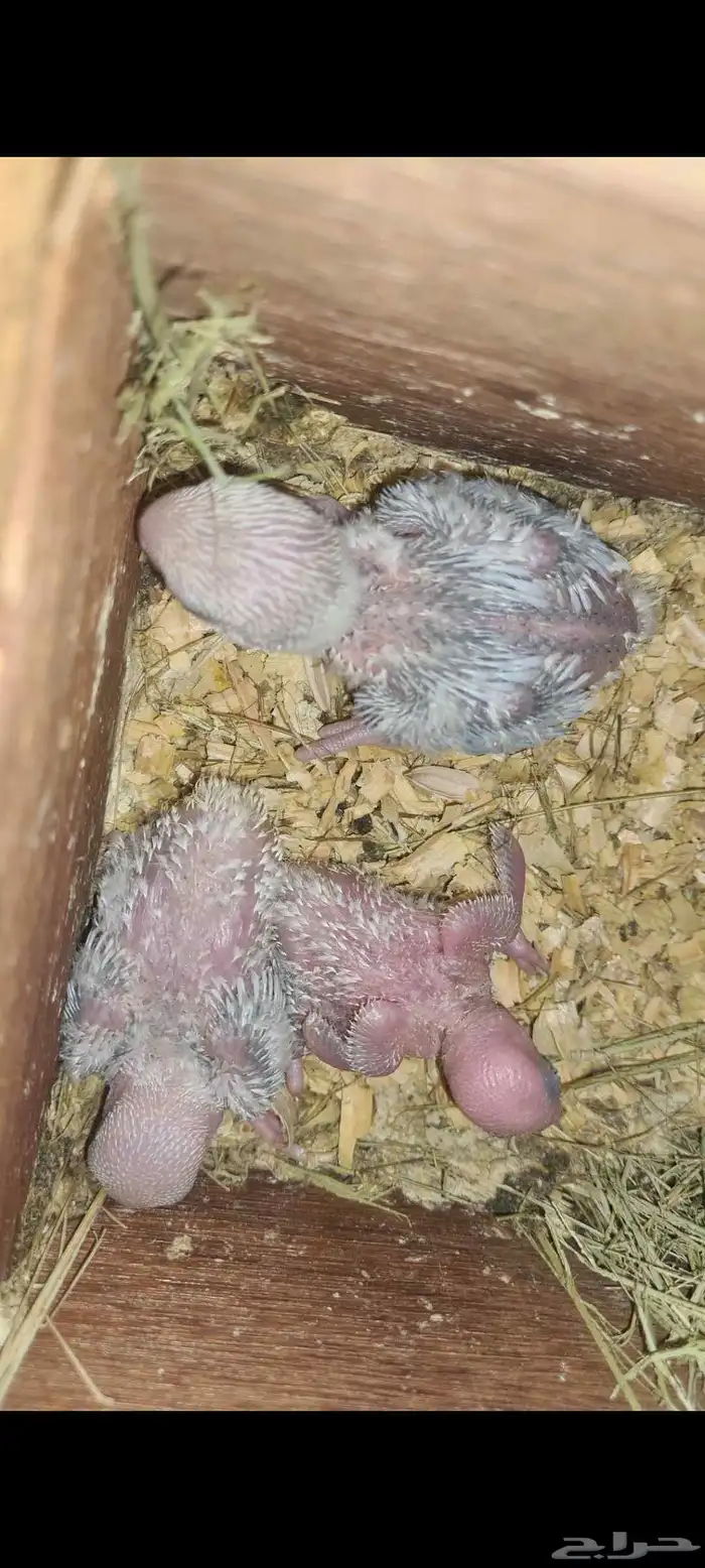 فروخ روز وفيشر 1