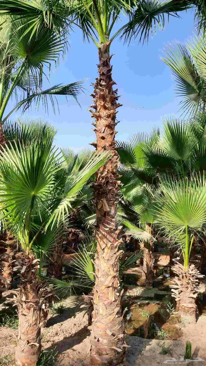 نخيل واشنطني أمريكي زينه 1