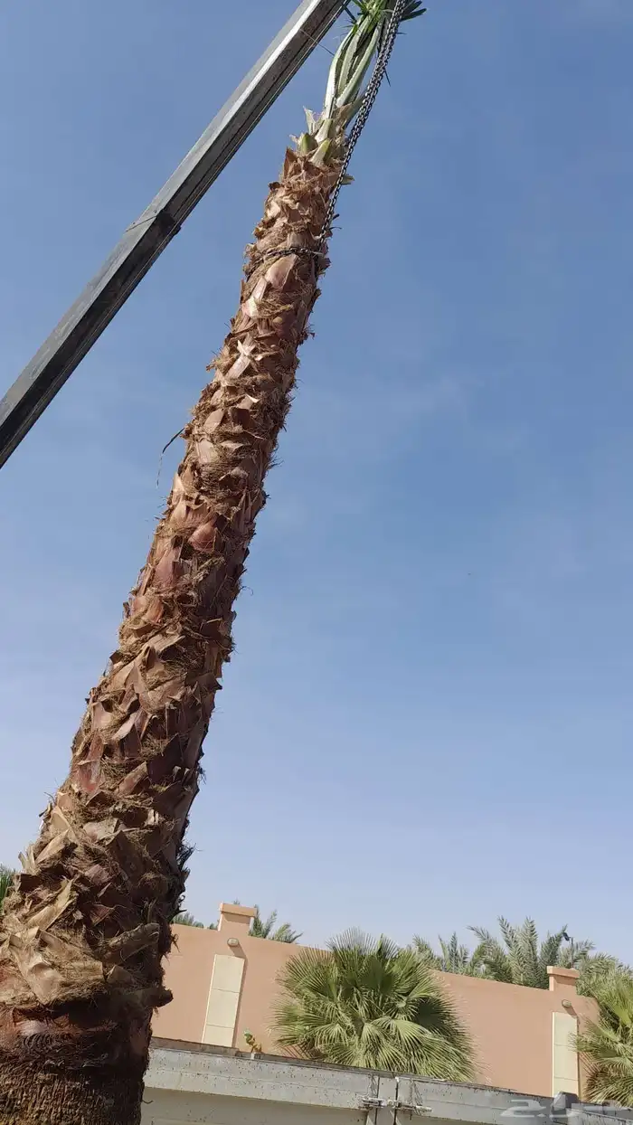 نخل واشنطني وثيل للبيع 1