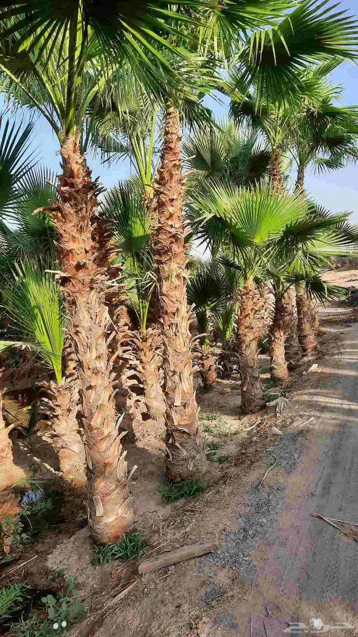 نخيل واشنطني أمريكي زينه 2