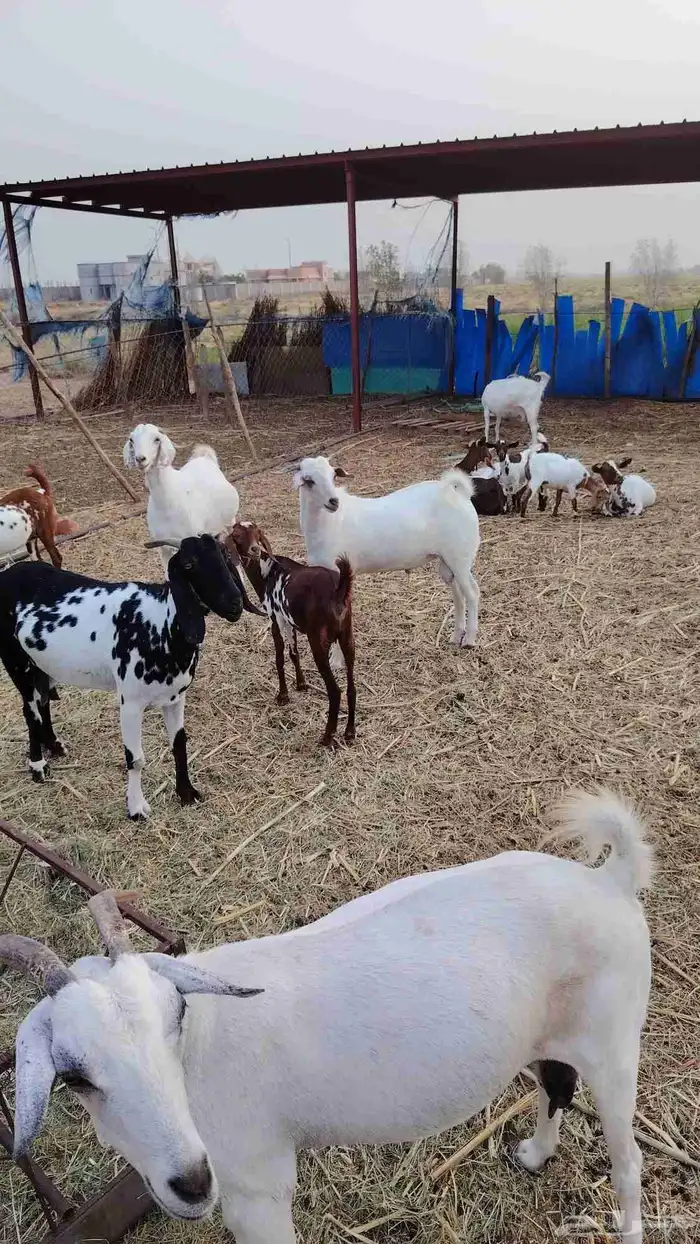 مشروع فحل العمر سته اشهر جرم رفيع جدا الام بيشيه صنف الصنف 1