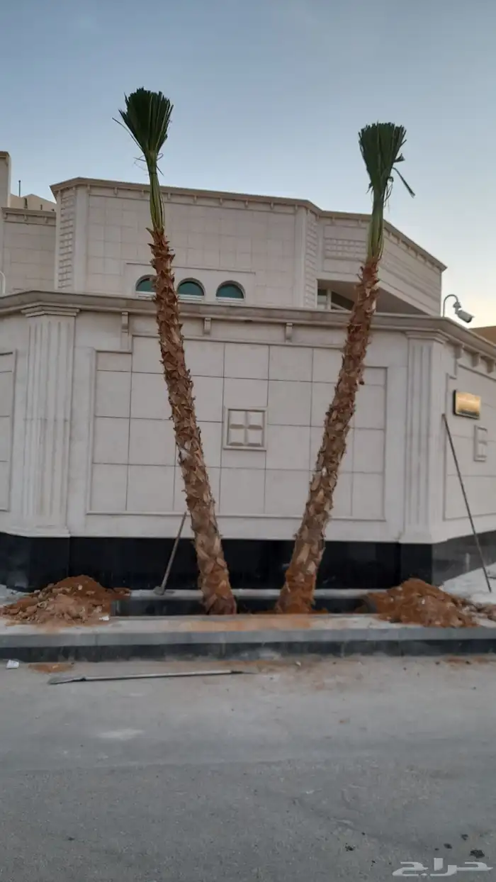 نخل واشنطني وثيل للبيع 5