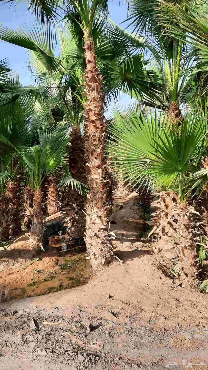 نخيل واشنطني أمريكي زينه 3