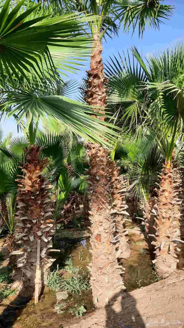 نخيل واشنطني أمريكي زينه 0